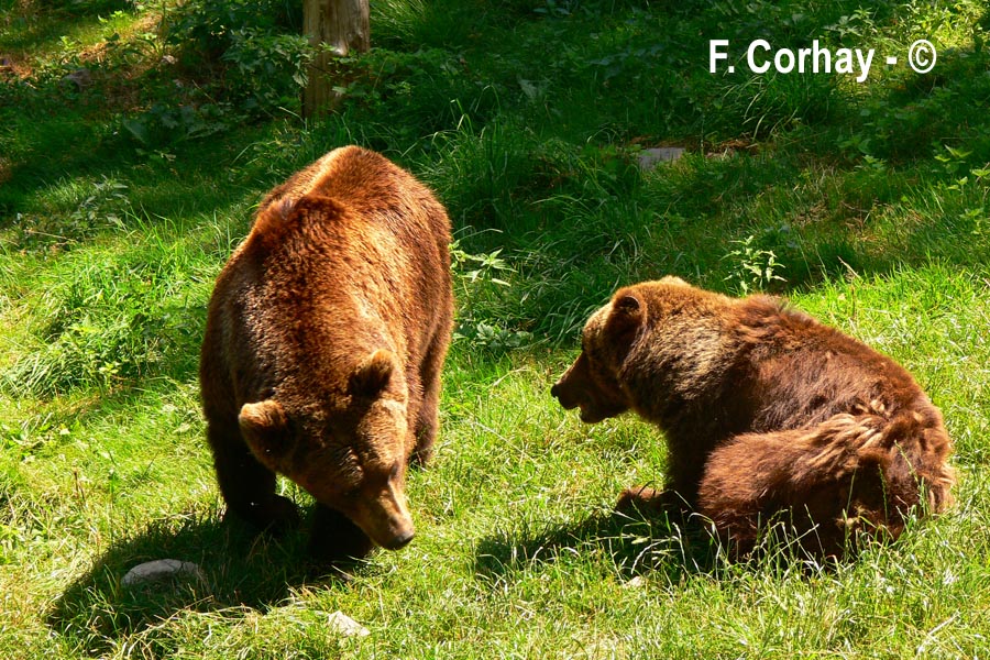 Ursus sp. (ours)